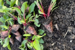 Висадка столового буряка з розсади стартувала на Миколаївщині