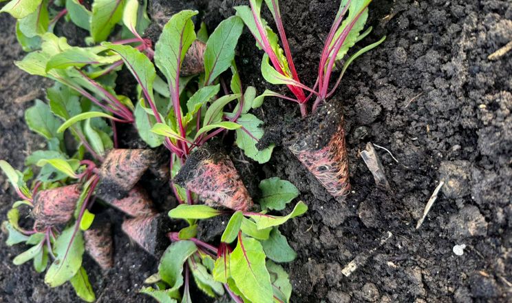 Висадка столового буряка з розсади стартувала на Миколаївщині