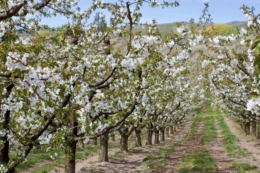 Черешневі сади закладають із урахуванням морозних пасток і вірусного фону