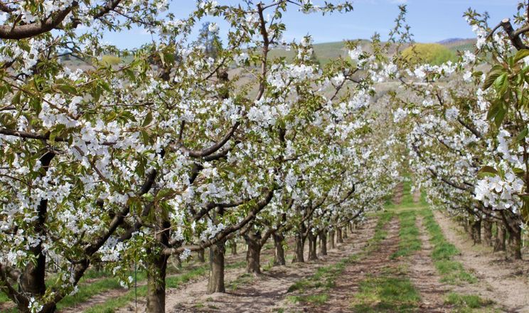 Черешневі сади закладають із урахуванням морозних пасток і вірусного фону