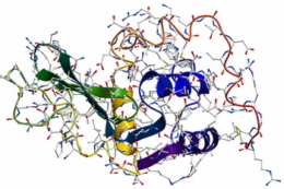 Лізоцим діє на бактерії й гриби двома механізмами