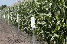 Підбір оптимальних стортів та гібридів зменшує негативний вплив погоди на посіви – агроном