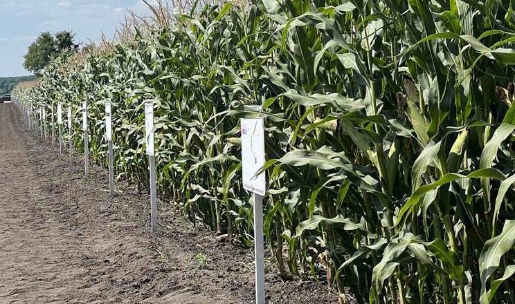 Підбір оптимальних стортів та гібридів зменшує негативний вплив погоди на посіви – агроном