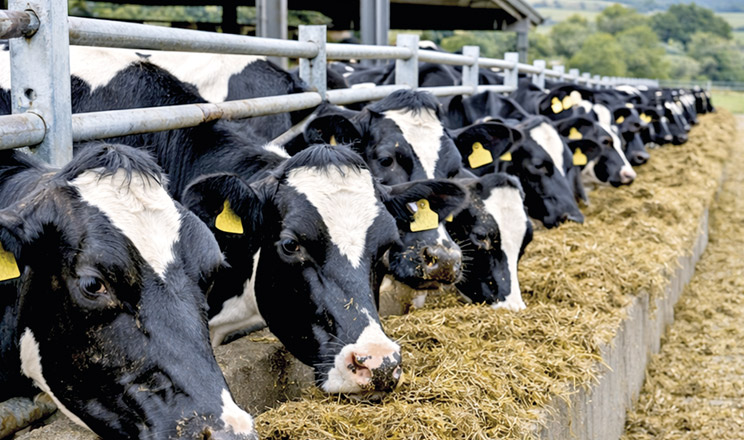 Органічна профілактика