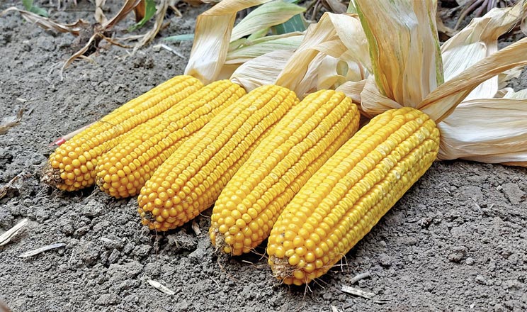 Урожай без втрат