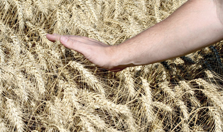 Агрострахування: що змінить держава