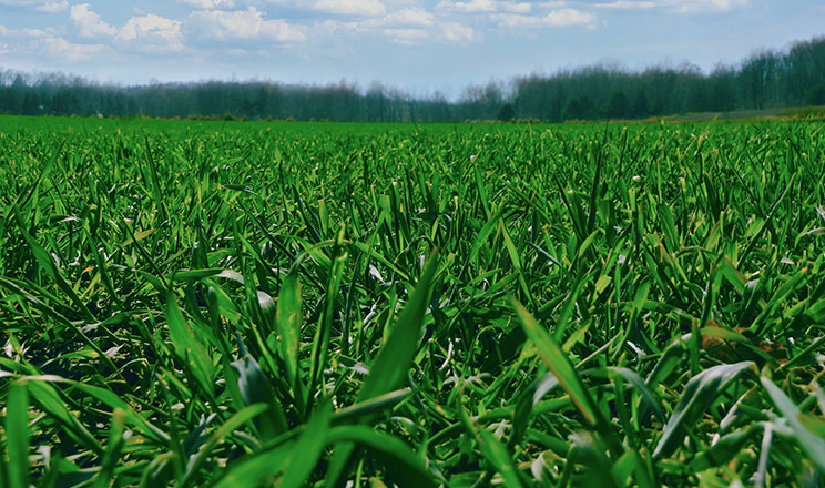 Живлення під кутом науки