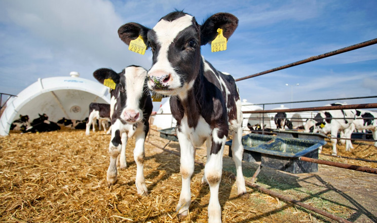 Молочний період