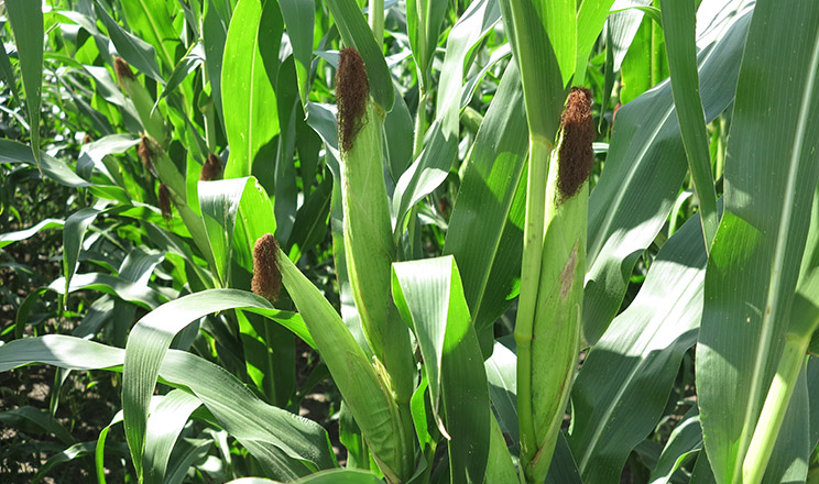 За допомогою правильно підібраних гібридів кукурудзи можна посилити та здешевити систему захисту посівів