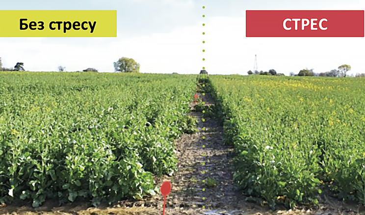 Селекціонери визначили пріоритети для ріпаку на наступні десять років: адаптивність та азотна ефективність