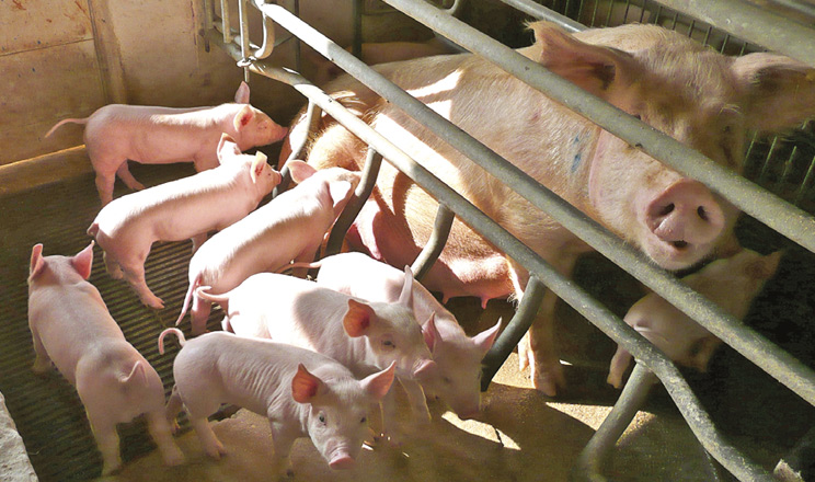 Для профілактики паразитозів