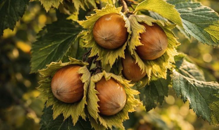 Італійські сорти фундука цінують передусім за смак