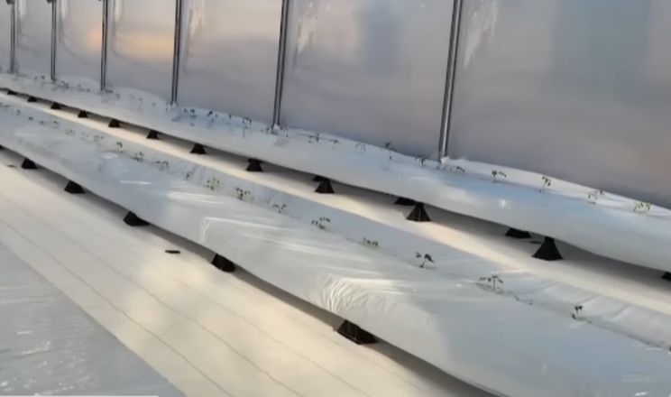 В Україні тестують японську технологію вирощування овочів без ґрунту