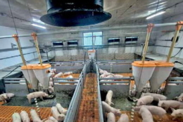 Як «Субекону» вдалося поліпшити показники відгодівлі свиней