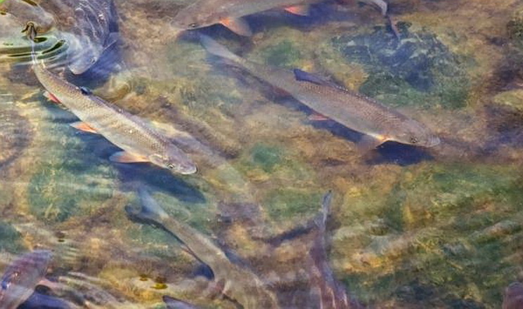 Уряд затвердив операційний план реалізації Стратегії розвитку рибного господарства