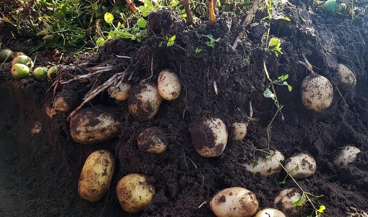 Гібридне насіння картоплі забезпечує врожайність 50 т/га