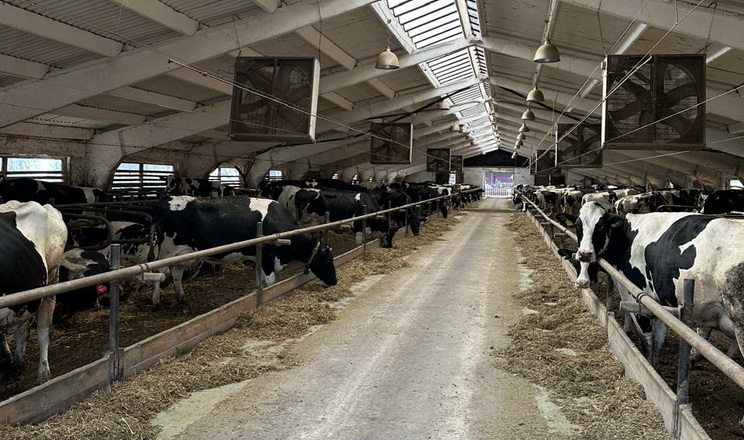 Львівська агрофірма покращила генетичний склад молочного стада ВРХ