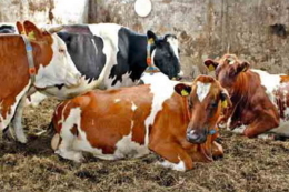 Порушення репродуктивної функції трапляється у 13-52% високопродуктивних корів