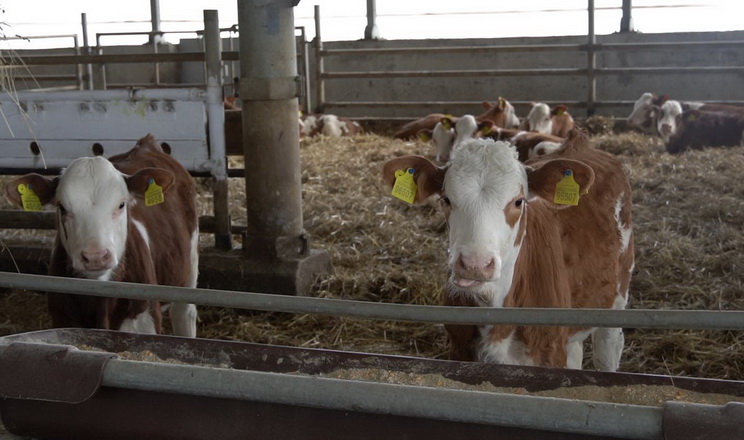 «Галекс-Агро» відкрив другу чергу молочнотоварної ферми