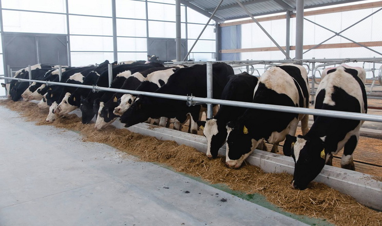 Успішна організація транзитної фази запобігає ускладненням у корів