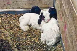 Козликів на м'ясо забивають у 4-5 місяців