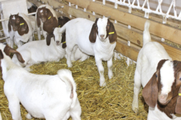 М'ясне козівництво: за яких умов бізнес рентабельний