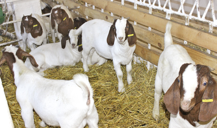 М'ясне козівництво: за яких умов бізнес рентабельний