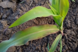 Підхід до вибору гібридів кукурудзи скоригували у ФГ «Авангард-Т» на Кіровоградщині