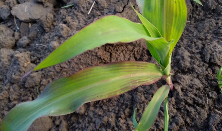 Підхід до вибору гібридів кукурудзи скоригували у ФГ «Авангард-Т» на Кіровоградщині