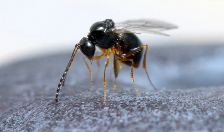 У Європі оселився природний ворог Дрозофіли Сузукі