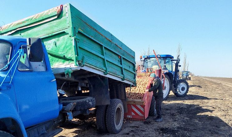 На Миколаївщині розпочали посадку ранньої картоплі під агроволокном