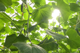 Через холоди та блекаути собівартість тепличних овочів зросла у 1.5 раза