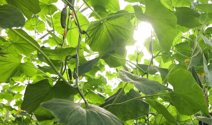 Через холоди та блекаути собівартість тепличних овочів зросла у 1.5 раза