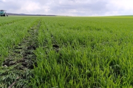 Як господарство на Кіровоградщині заощаджує на посівматі озимої пшениці