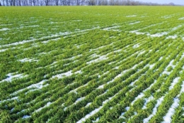 Частину площ озимої пшениці доведеться пересівати – агроном  