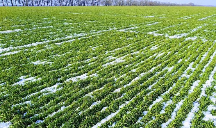 Частину площ озимої пшениці доведеться пересівати – агроном  