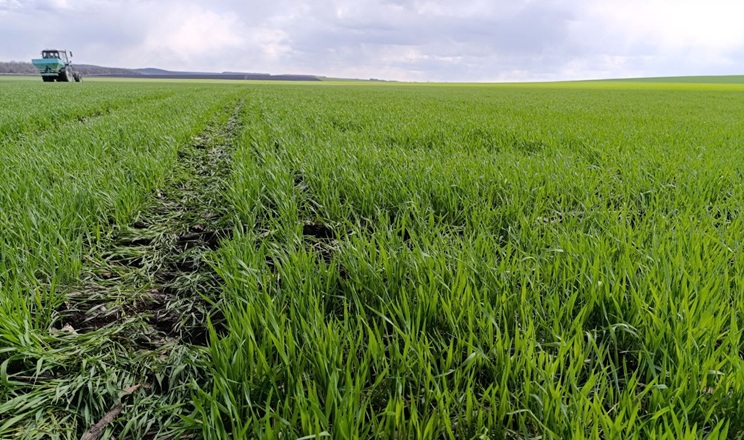 Як господарство на Кіровоградщині заощаджує на посівматі озимої пшениці