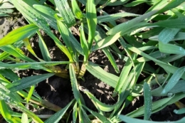 Раннє відновлення вегетації дає озимим більше часу на регенерацію пошкоджених тканин