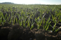 Стан озимих в АФ «Ольгопіль» оцінюють як добрий