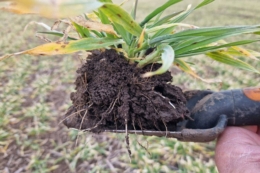 Усі озимі в Tekom Agro Group у доброму та задовільному стані
