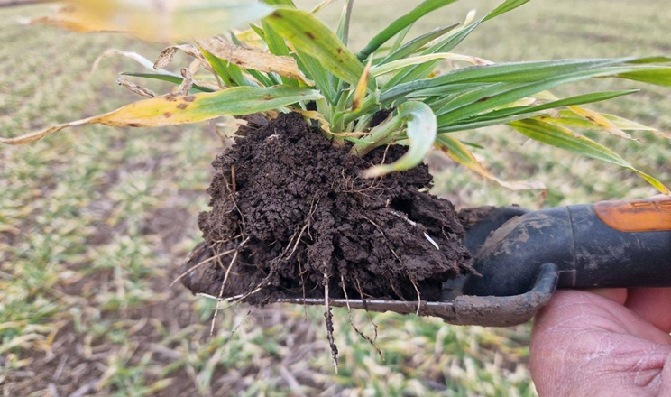 Усі озимі в Tekom Agro Group у доброму та задовільному стані