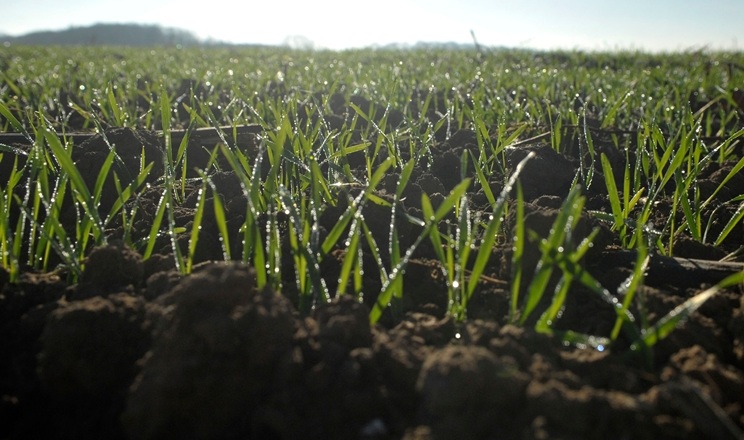 Стан озимих в АФ «Ольгопіль» оцінюють як добрий