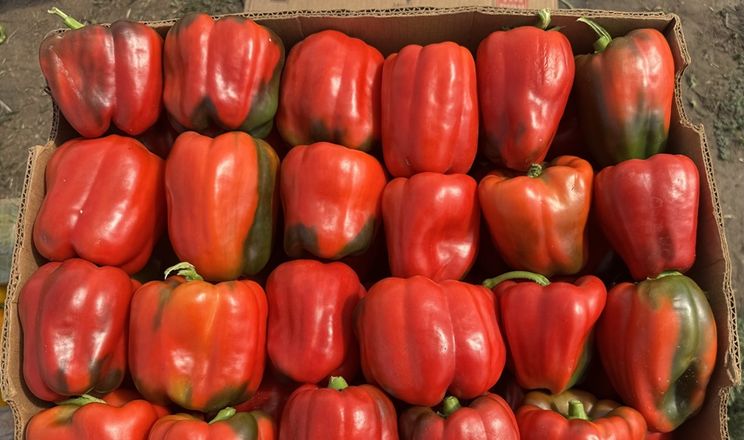 Господарство за 60 км від фронту розвиває теплиці та прямі продажі