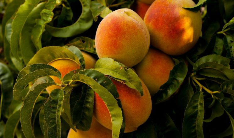 Персик витримав приморозки, але зламався від перевантаження врожаєм
