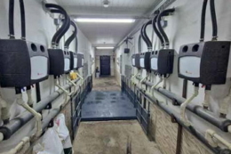 Вінницьке господарство поліпшило умови дорощування свиней