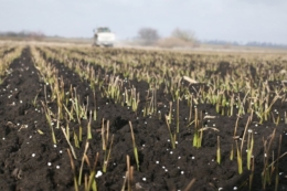 Північний кластер «Епіцентр Агро»  впроваджує диференційоване внесення добрив і насіння