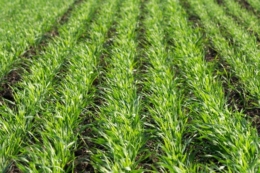 Як захистити озимі зернові від дводольних бур’янів і падалиці навесні