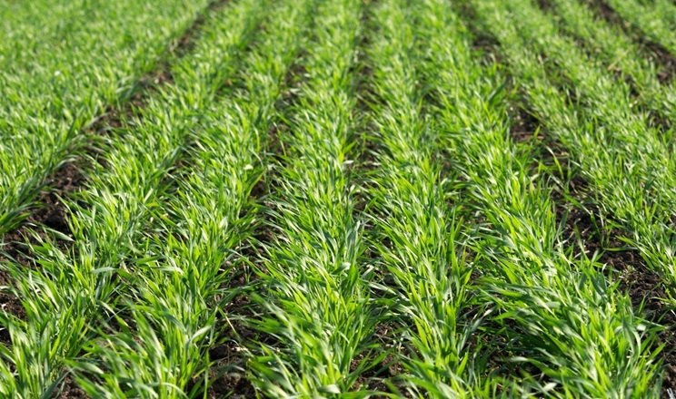 Як захистити озимі зернові від дводольних бур’янів і падалиці навесні