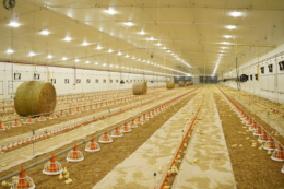 Avesterra Group відкрила на Волині 20 нових пташників