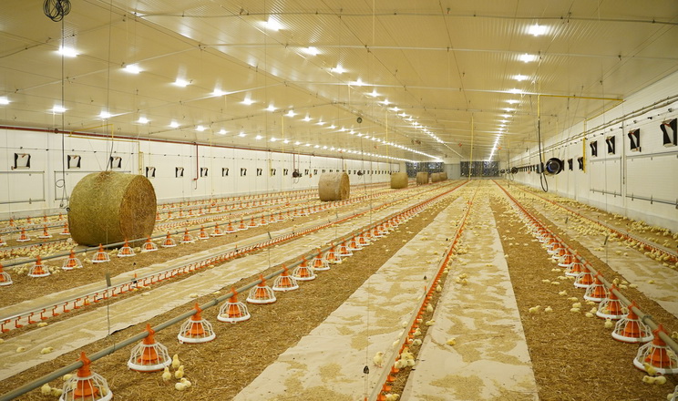 Avesterra Group відкрила на Волині 20 нових пташників